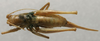 CollectionObject 1535921; baa9f1e8-3380-4e1d-9a3a-68bfe3103d66: female, dorsal view (paralectotype). (CollectionObject).