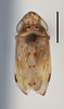 Habitus, dorsal view on Colistra parvulus (Linnavuori, 1961): (Observation).