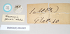 CollectionObject 1561390; NHMUK(SF IMPORT DUPLICATE) 844825, 560149b4-3360-49ab-8557-bd60154a60db: copyright Natural History Museum, London. female, data labels [round label reversed] of Necroscia zeuxis (syntype). (CollectionObject).