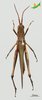 CollectionObject 2243577; d450f3a6-bbde-415c-903b-c870102abb23, Unioeste Cascavel K-0610: Male, dorsal view. (CollectionObject).