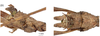 CollectionObject 1597512; debc12cb-bd11-46d4-a87f-d42768dacba0, QIMR T250911: copyright QM. female: head, lateral & dorsal views (holotype). (CollectionObject).