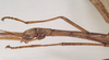CollectionObject 1561936; NHMUK(SF IMPORT DUPLICATE) 844829, 4afbabcb-7aed-4b40-ba1b-a30ec7a4a80d: copyright Natural History Museum, London. male: head and thorax, lateral view (holotype). (CollectionObject).