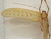CollectionObject 1534522; d07314cf-cf4a-41f0-85b3-fbdc7e764b3a: male, dorsal view (syntype). (CollectionObject).