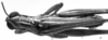 CollectionObject 1564560; NMW 20396, 840a55cc-5093-4dc6-bf7c-e368577feffd: Image Carbonell, C.S. male, dorsal view (syntype of Hesperotettix viridis festivus). (CollectionObject).
