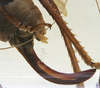 female ovipositor (holotype of Salomona haani). Depicts CollectionObject 1539592; 61d3cdd0-06d7-4ea5-8d9e-b10716e13897, a CollectionObject.