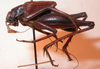 CollectionObject 1543581; a2979a00-9310-4704-8065-bf6440d0c2ae: male, lateral view (syntype). (CollectionObject).