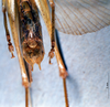 CollectionObject 1534684; 0e3aa790-c504-4f99-9c8f-01ab1256f92b: male cerci (syntype). (CollectionObject).