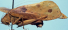 CollectionObject 1522505; c313eef2-17b7-4b7b-b66c-77a1ec4f39d9: male, lateral view (holotype). (CollectionObject).