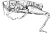 Moluchacris nigripes Cigliano, 1989: Fig. 83. male habitus. (Otu).