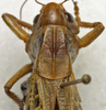 CollectionObject 1566371; eca92889-c694-45c6-8016-9b66589b8fbc: female pronotum, dorsal view (paratype). (CollectionObject).