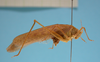 CollectionObject 1542718; 7e860499-ece2-410e-bb6e-db4430896ded: male lateral view (holotype). (CollectionObject).