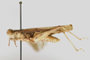 CollectionObject 1478666; 403fae03-4a4a-4a9b-b0c1-8d505e8a0535: male, lateral view (holotype). (CollectionObject).