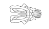 Jivarus americanus Giglio-Tos, 1898: endophallic plates (basal and apical valves of aedeagus) and cingulum, dorsal view. (Otu).