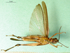 CollectionObject 1501328; 5190144e-4f39-40dc-8f8b-870c22cfb31f: male, ventral view (syntype of Chirista varians). (CollectionObject).