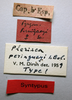 CollectionObject 1506179; 891bd42d-982f-454e-b19e-5337e322a3e0: labels (holotype). (CollectionObject).