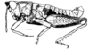 Incacris phaenogaster Rehn, 1942: Fig. 136. male habitus. (Otu).