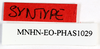 CollectionObject 1559216; fa3eb521-8441-49e6-8d78-cb9e9ec29f57: copyright MNHN, Paris. female nymph, labels (syntype). (CollectionObject).;CollectionObject 1559217; 3cc8356c-b9c7-4d12-a42a-6cdfc7506830: copyright MNHN, Paris. female nymph, labels (syntype). (CollectionObject).