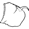 Pygofer, lateral view: Pygofer, lateral view. (Observation).