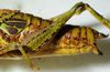 CollectionObject 1498671; c97a914b-ff0b-4ed8-9a97-1d4d3294415d: female hind femur, lateral view. (CollectionObject).