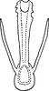 Aedeagus, ventral view: Aedeagus, ventral view. (Observation).