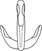 Aedeagus, ventral view: !! display not done !! on Psammotettix lividellus (Zetterstedt, 1837): from Hebron, Labrador; caudodorsal view. (Observation).
