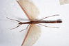 CollectionObject 1580889; b812f9f3-dfae-4f75-8bff-07e835a9b45c: copyright FRCS, Sabah. female (holotype). (CollectionObject).