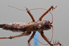 CollectionObject 2072894; e27b9cda-e7a8-45c9-aafd-1f15cc9b3ddd: Female, dorsal habitus. (CollectionObject).