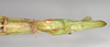 CollectionObject 1558766; d483d5be-8b50-4817-9426-df97e6c2b7c3, NHMUK(SF IMPORT DUPLICATE) 845027: copyright Natural History Museum, London. female: end of abdomen, ventral view of synonym Eurycnema viridissima (lectotype). (CollectionObject).