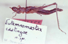 Eutemnomastax caatingae Descamps, 1982: Image Carbonell, C.S. female (allotype). (Otu).