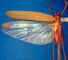 CollectionObject 1502817; cc3b2111-bb4a-46ff-aeaf-7aeaf27f9972: female, dorsal view (syntype). (CollectionObject).
