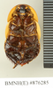 CollectionObject 1572944; 2afeaff8-2756-4a9d-8627-f3b14051977b: Copyright Natural History Museum, London. Non-type (adult male) in BM(NH). Ventral view. (CollectionObject).