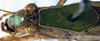 CollectionObject 1532218; NMW 13378, eb23ad00-48aa-4d24-93c5-c402b4b206e5: female head and pronotum, dorsal view (syntype?). (CollectionObject).