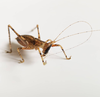 CollectionObject 1584023; f053cde8-9a3f-47e8-99fb-684b3a8fb857: male. (CollectionObject).