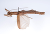 Aschiphasma piceum Redtenbacher, 1906: copyright ZMUH, Hamburg. female, lateral view NON-type. (Otu).