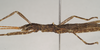 Dinophasma kinabaluense Bragg, 2001: male (paratype). male: head and thorax, lateral view (paratype). (Otu).