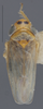 Habitus, dorsal view on Deltocephalus mystax Hamilton & Ross, 1975: Dorsal. (Observation).