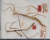 CollectionObject 1559626; 61c7ebf6-5733-4393-98ea-8612cd96158f: copyright USNM, Washington. male (lectotype) and female (paralectotype). (CollectionObject).