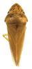 Habitus, dorsal view: !! display not done !! on Thlasia Germar, 1836: Thlasia brunipennis (female). (Observation).