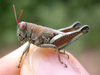 Propedies bilobus (Giglio-Tos, 1897): female (Colonias Menonitas, Ruta Transchaco, Paraguay). (Otu).