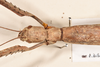 CollectionObject 1561086; 1edf6aec-1084-4f21-9182-5b7534e1d3d5: copyright OUMNH. female: head & thorax, dorsal view (paralectotype). (CollectionObject).