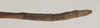CollectionObject 1557921; 6f6e0c16-9c5f-4351-b57e-698b010705fb: copyright St. Petersburg. female: end of abdomen, dorsal view of synonym Gratidia aliena (syntype). (CollectionObject).