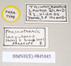 CollectionObject 1561108; bb085ae2-a64c-4e07-b1ad-b9e497c225c9: copyright Natural History Museum, London. female, data labels (paratype). (CollectionObject).;CollectionObject 1561109; 567f5c8d-8803-402e-86cd-e62a71379f1a: copyright Natural History Museum, London. female, data labels (paratype). (CollectionObject).