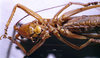 CollectionObject 1516184; 8ffa8fb3-8329-41b0-83b3-809e55d19dcd: male ventral view (holotype). (CollectionObject).