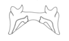Eurotettix procerus Cigliano, 2007: Fig. 9N. epiphallus, dorsal view. (Otu).