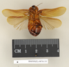 CollectionObject 1572948; 7014fbcc-23e7-451d-8917-ead3ff2bf376: Copyright Natural History Museum, London. Non-type (adult male) in BM(NH). Ventral view. (CollectionObject).