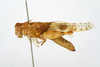 CollectionObject 1519789; b3684006-21e8-47bd-9141-a17fb3b02198: female, lateral view (holotype). (CollectionObject).