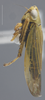Habitus, lateral view on Cicadula (Henriana) frontalis (Herrich-Schäffer, 1835): Lateral. (Observation).
