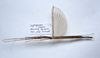 CollectionObject 1576304; ba785b12-845d-483d-88c2-1442b100cc65: copyright ZRC, Singapore. male, dorsal view (holotype). (CollectionObject).