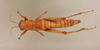 CollectionObject 1519000; 377a798a-8846-4b72-b717-db56cf4e46e8, NHMUK015105211: female, dorsal view (holotype of Zeylonacris cingalensis). (CollectionObject).