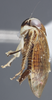 Habitus, lateral view: !! display not done !! on Eusceloidia v-nigrum Linnavuori, 1954: Lateral. (Observation).